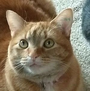 Meet your Posher, Sharyn